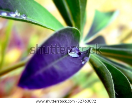 single drop of morning dew on a purple leaf