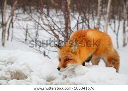 Closeup of red fox creeping up