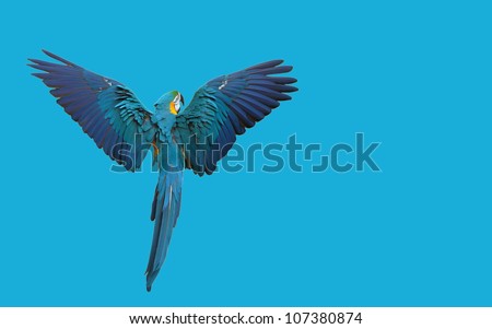 Flying Blue Parrot