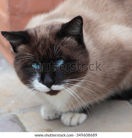 Close up of silly looking cross-eyed Siamese cat