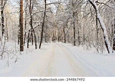 Winter road in the conifer forest