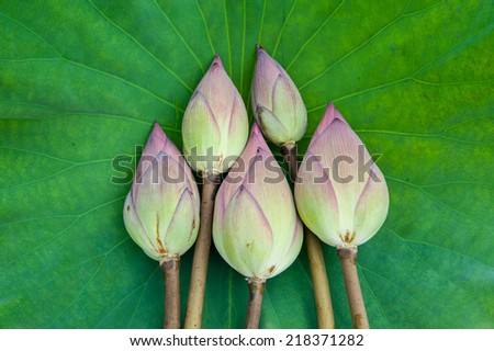 Lotus flower and Lotus flower plants on lotus leaf
