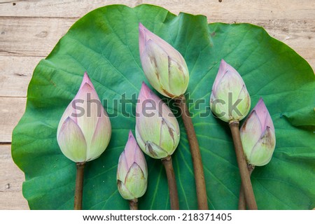 Lotus flower and Lotus flower plants on lotus leaf