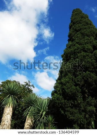 Green giant trees with blue sky