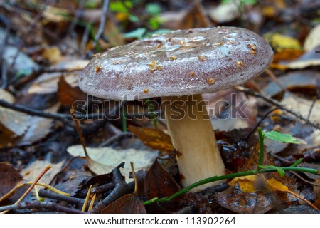 Wild Northern milk-cap mushroom, lactarius trivialis