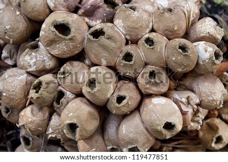 Mature pear-shaped puffball fungus, lycoperdon pyriforme, nature closeup