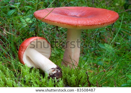SƯU TẬP NẤM - Page 4 Stock-photo-red-russula-mushrooms-russula-emetica-83508487