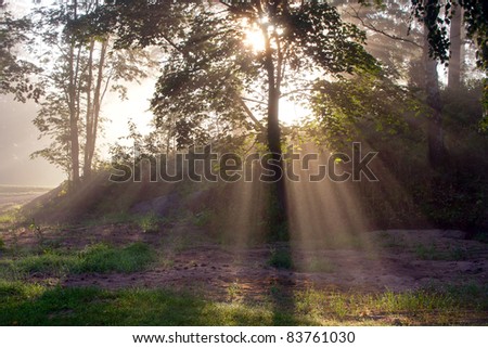 Foggy park with sun beams in early morning