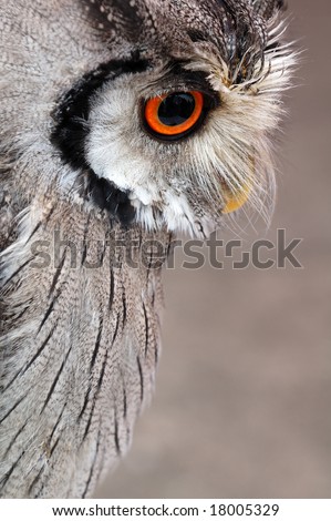 Portrait of wise owl with magic yellow eyes
