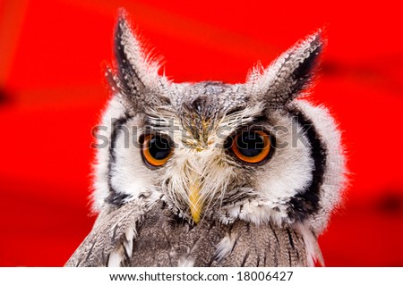 Portrait of wise owl with magic yellow eyes