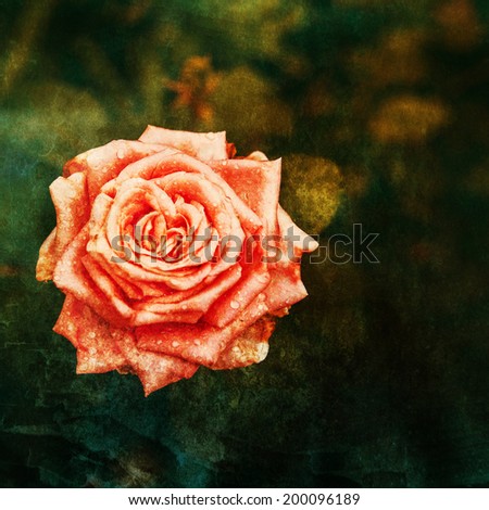Vintage photo Beautiful pink rose bud after rain against a dark background