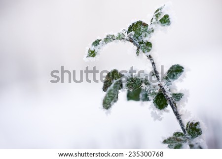 leaves of wild rose in the frost winter background