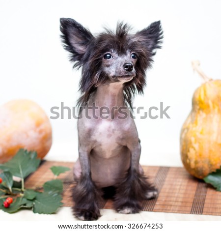 Little funny Chinese Crested dog sitting next to vegetables