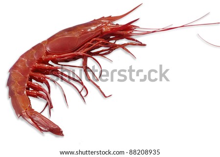 Shrimp Graphic