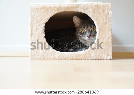 gray tabby cat resting in box shaped hideaway cat bed