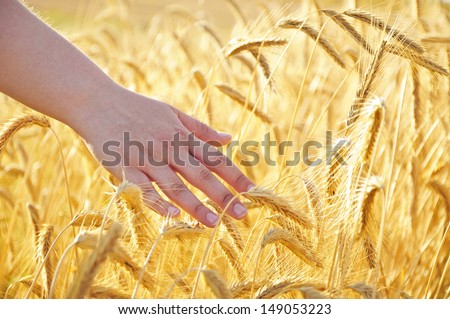 human hand touching wheat
