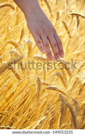 human hand touching wheat