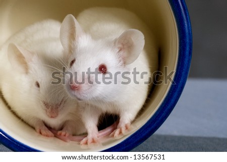 Two white mice in a cup