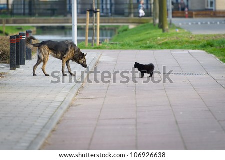 Big dog and little cat looking in each-others eyes