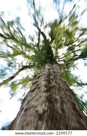A photo of a big tree taken from below. Artwork:  Movement on photo.  Lens were zoomed in and out while the picture was taken.