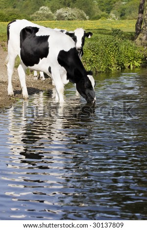 Cows River