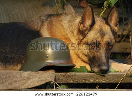 Dog, German shepherd lies near soldier's helmet