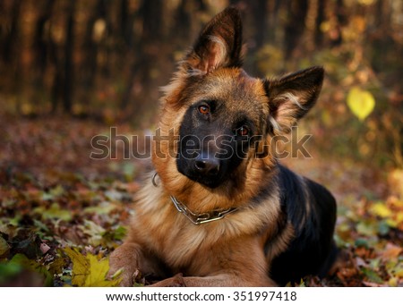 German shepherd dog Junior puppy lying in the forest in the age of seven months