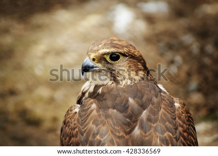 Saker falcon. Falco cherrug. Wild animal in the zoo.