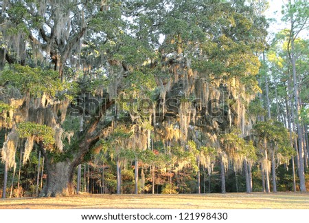 Very old oak tree with abundant Spanish moss hanging on the branches, a common sight in old plantations of the South.
