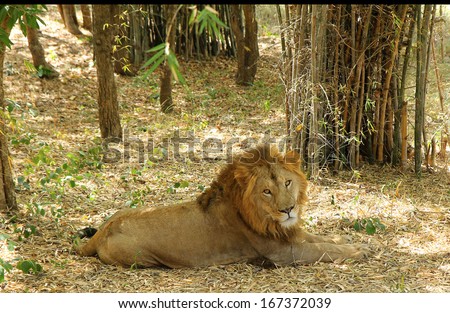 Indian lion resting under the shade of tress in the forest in its natural setting of bamboo and giving a deep stare at tourists