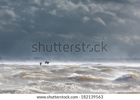 Gooses in flying stormy weather over lake