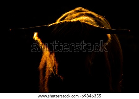 Bull in back-light