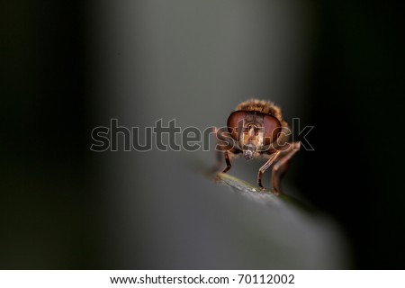 Hover-fly in close-up