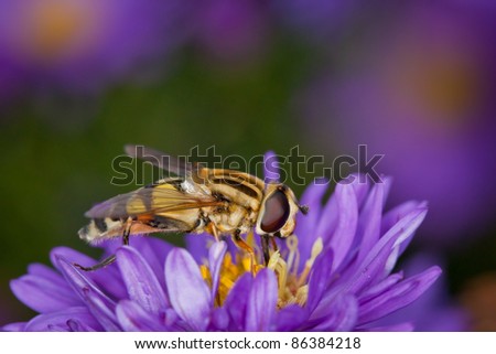 Hover-fly on a flower