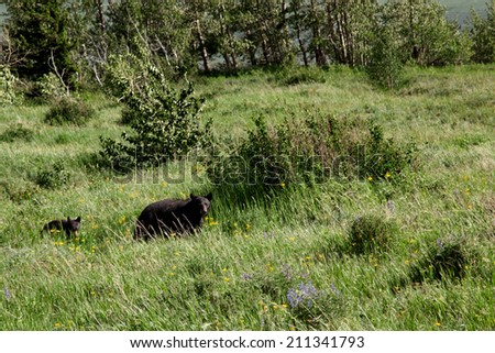 Brown Bear Mother and Cub