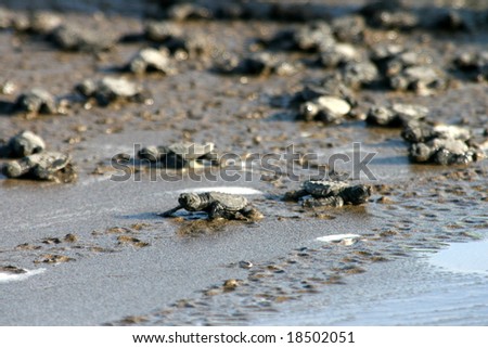 Pictures Baby Turtles on Baby Turtles Stock Photo 18502051   Shutterstock
