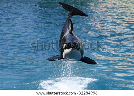 [Photos] Sauts les plus impressionnants - Page 16 Stock-photo-killer-whale-jumping-out-of-water-32284996