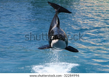 Jumping Killer Whale