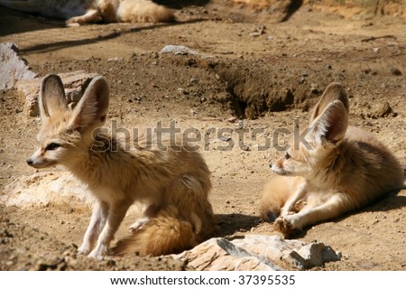 a couple of fennecs, the desert foxes