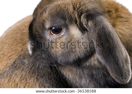 Ear Lop Rabbit