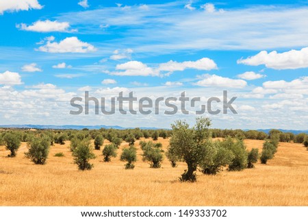 Olive trees plantation landscape