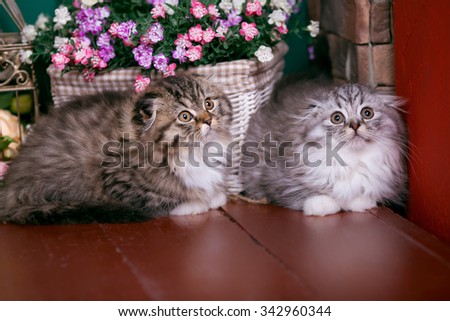 Beautiful Scottish cats in studio, closeup