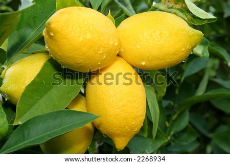 lemons with leaves