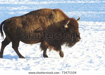 Bisons in winter wood