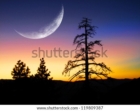 Sunset or sunrise with silhouette of pine trees with large crescent moon
