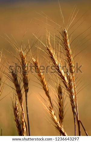 Heads of wheat or grain growing in field farming ripe harvest