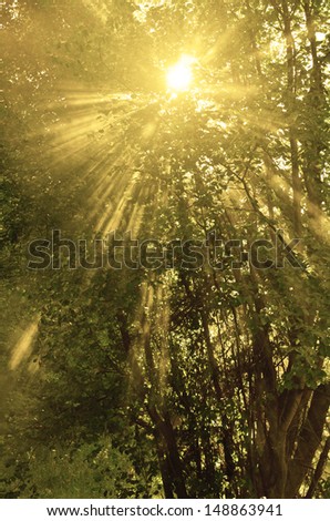 Sunlight shining through trees with streams of light