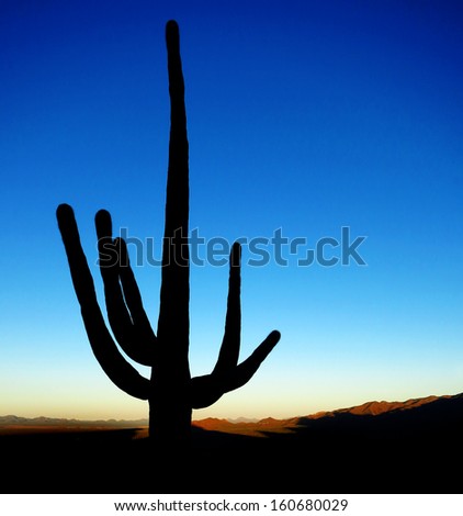 Saguaro cactus silhouette at sunrise in desert southwest