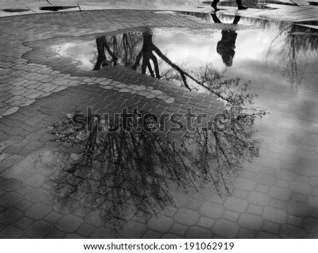 Puddle reflection of tree and person walking past cobblestone walkway