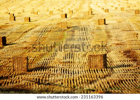 Detail of haybail rows hay bails farming on farm agricultural growing